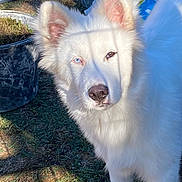 Baltik a rejoint le concours — aidez-le/la à gagner de superbes lots ! dog, white_dog, fluffy, fur, heterochromia, blue_eye, brown_eye, pointed_ears, portrait, close_up, outdoor, backyard, grass, sunlight, garden, tree, planter, shovel, white_fur, animal