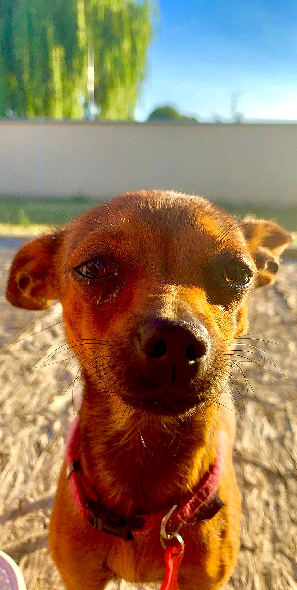 Chanel participe au concours pour gagner de l'argent avec cette photo : canidae, carnivore, chihuahua, companion_dog, dog, dog_breed, ear, fawn, mammal, miniature_pinscher, nose, russkiy_toy, snout, street_dog