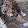 Al Pawcino joined the competition — help win amazing prizes! cat, tabby, white_paws, perch, window, glass, reflection, outdoor, wooden_deck, furniture, pet, animal, relaxed, lazy, whiskers, ears, claws, home, domestic, curious