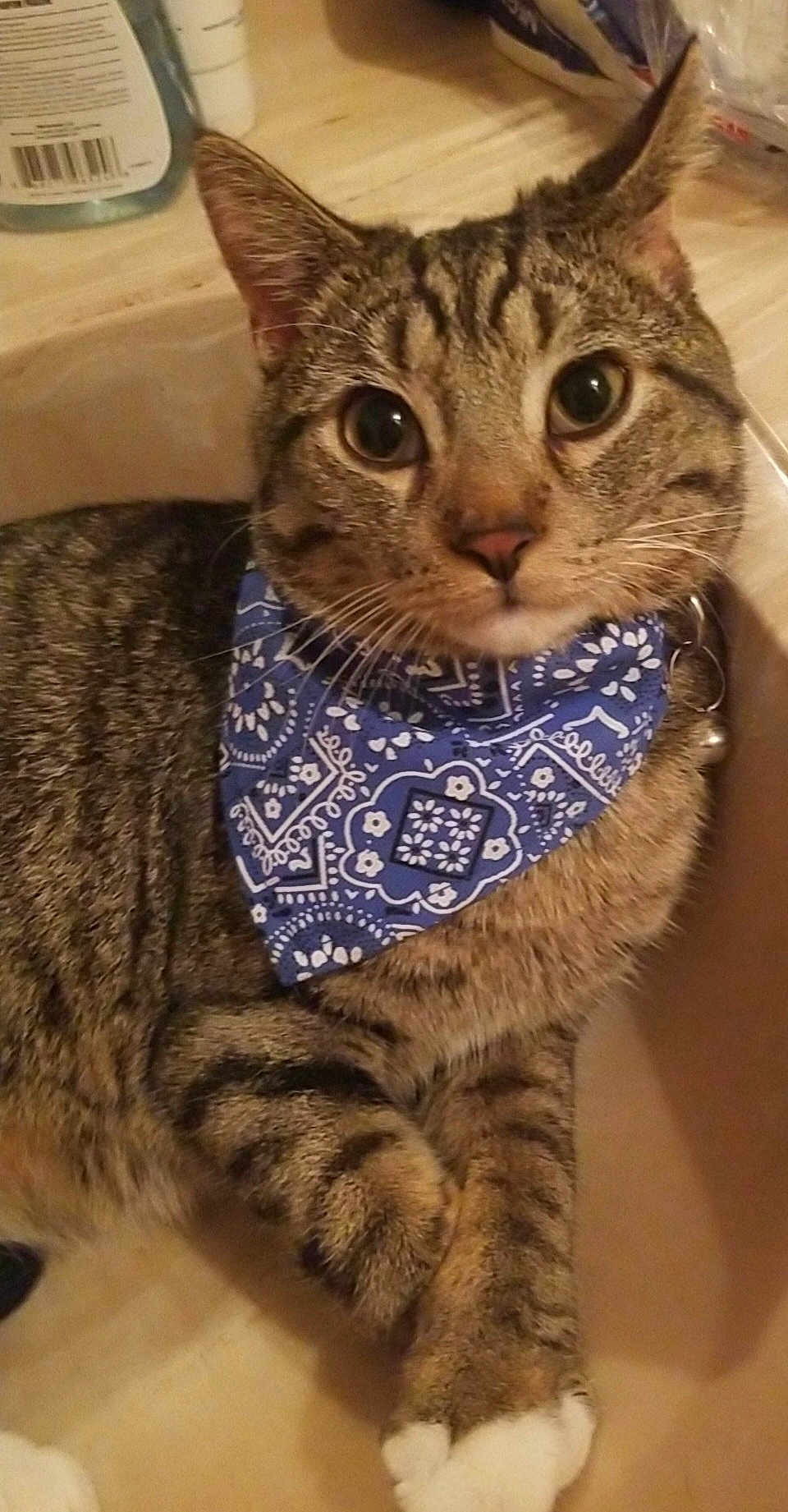 Al Pawcino is registered to the contest to win money with this photo: cat, tabby, bandana, pet, feline, animal, curious, whiskers, ears, paws, fur, indoor, closeup, portrait, domestic, cute, striped, relaxed, looking, collar