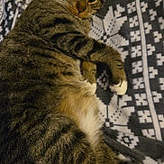 Al Pawcino joined the competition — help win amazing prizes! cat, tabby_cat, pet, animal, feline, fur, white_paws, blanket, patterned_blanket, resting, indoor, cozy, sleepy, cute, whiskers, closeup, soft, relaxed, domestic_cat, comfort