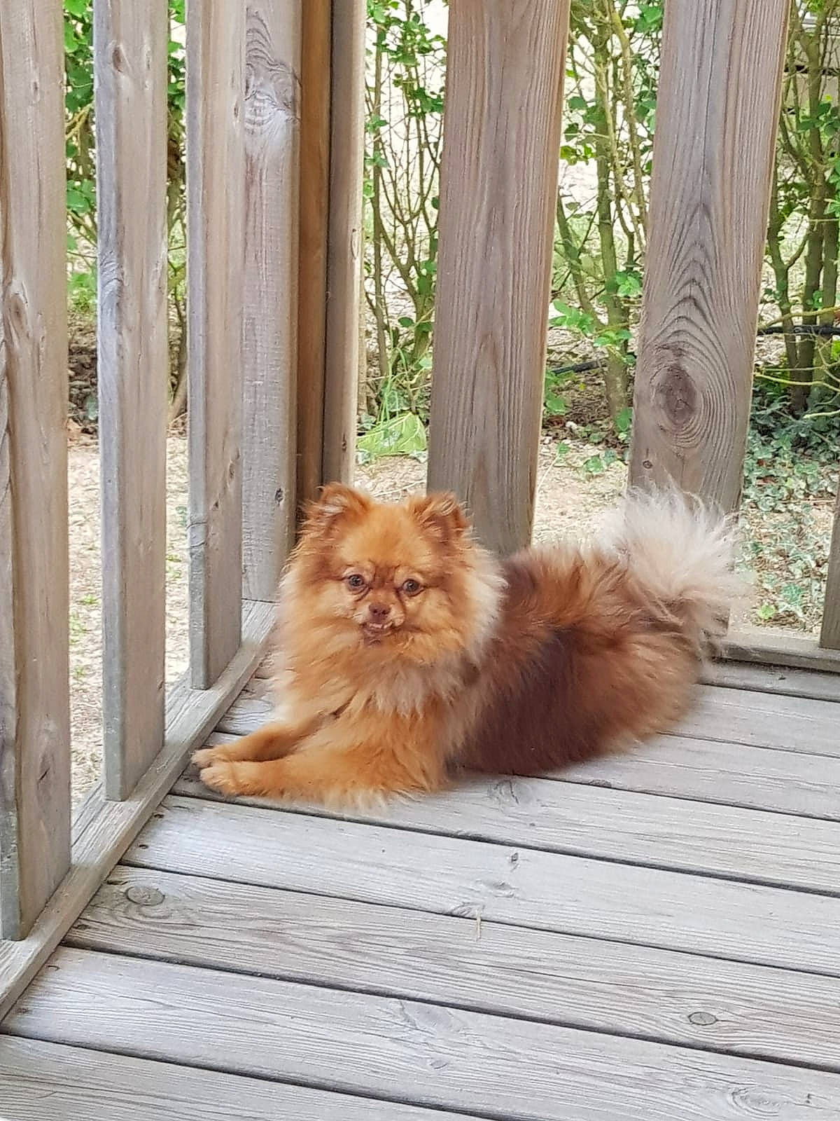 Reina participe au concours pour gagner de l'argent avec cette photo : canidae, carnivore, cat, companion_dog, dog_breed, fawn, felidae, fence, flooring, fur, grass, hardwood, plant, small_to_medium_sized_cats, snout, tail, tree, whiskers, wood, wood_stain