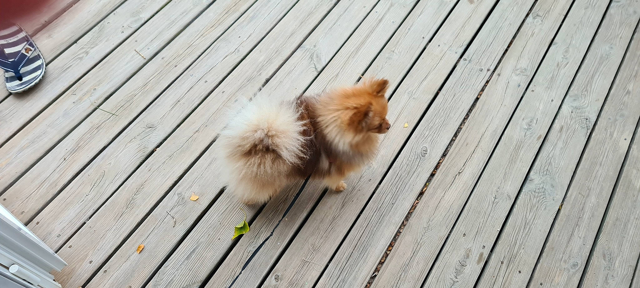 Reina participe au concours pour gagner de l'argent avec cette photo : carnivore, cat, companion_dog, dog_breed, fawn, felidae, flooring, fur, german_spitz, hardwood, line, paw, plank, small_to_medium_sized_cats, spitz, tail, toy_dog, whiskers, wood, wood_stain