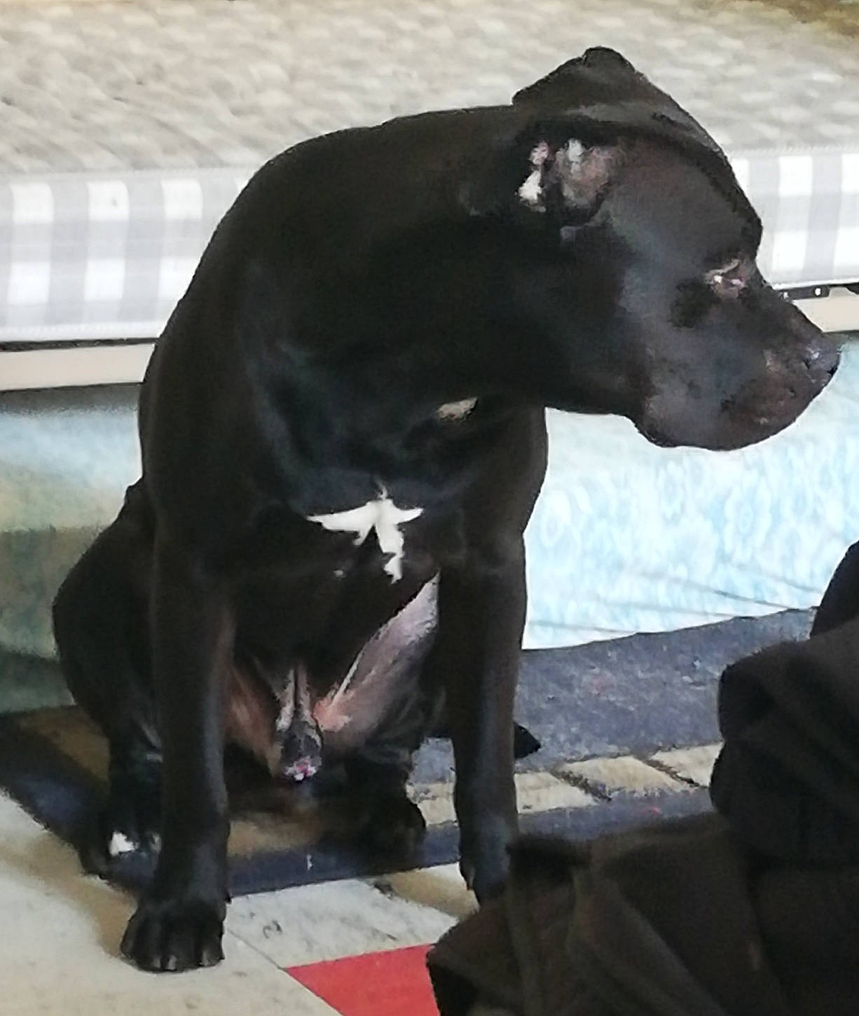 Cosmos a rejoint le concours — aidez-le/la à gagner de superbes lots ! borador, canidae, carnivore, companion_dog, dog, dog_breed, dog_collar, fawn, fur, guard_dog, metal, non_sporting_group, pet_supply, sitting, snout, sporting_group, tail, terrestrial_animal, whiskers, working_animal