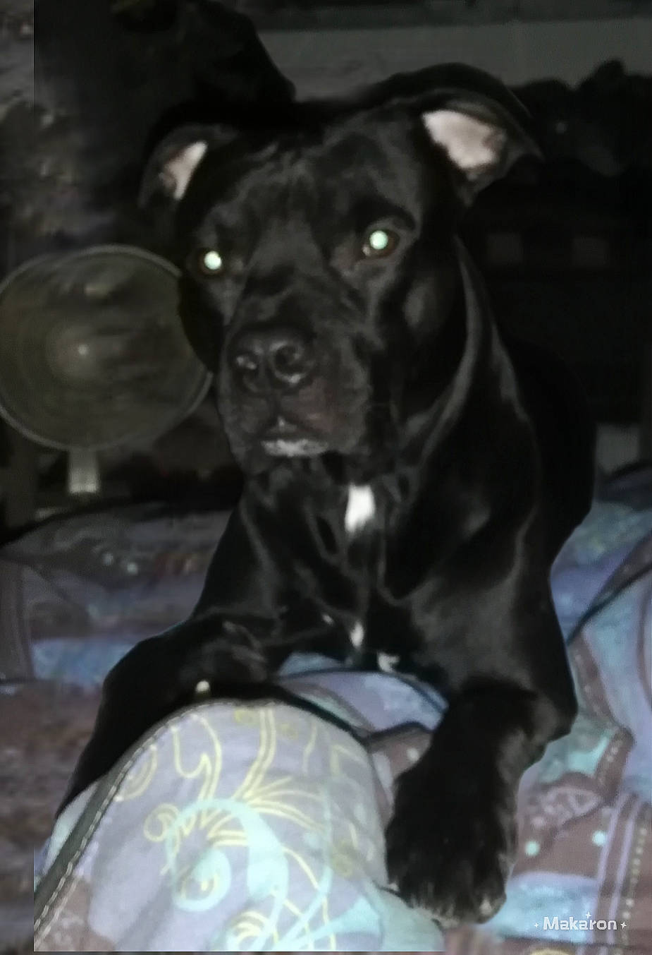 Cosmos a rejoint le concours — aidez-le/la à gagner de superbes lots ! borador, canidae, carnivore, companion_dog, dog, dog_breed, dog_collar, dog_supply, fur, guard_dog, gun_dog, monochrome, monochrome_photography, non_sporting_group, personal_protective_equipment, retriever, snout, sporting_group, whiskers, working_animal