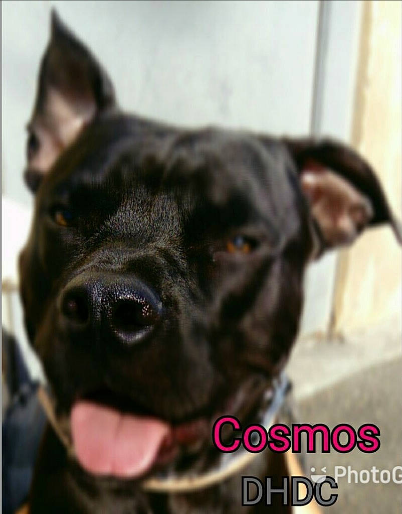 Cosmos participe au concours pour gagner de l'argent avec cette photo : canidae, carnivore, collar, companion_dog, dog, dog_breed, dog_collar, ear, fawn, fur, guard_dog, non_sporting_group, pet_supply, snout, sporting_group, terrestrial_animal, toy_dog, whiskers, working_animal, working_dog