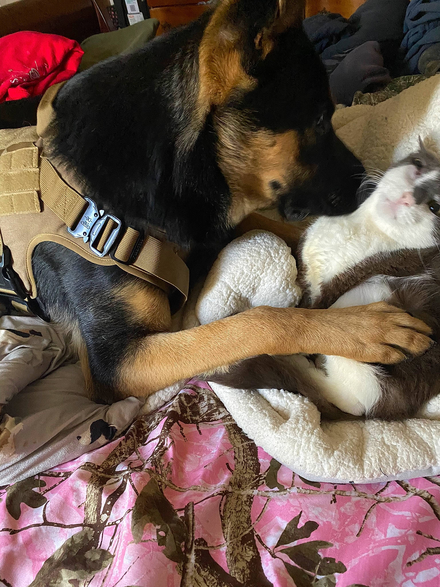 Max is registered to the contest to win money with this photo: art, carnivore, comfort, companion_dog, dog, dog_breed, dog_supply, fawn, fur, guard_dog, linens, nap, pattern, paw, sleep, snout, sporting_group, working_animal, working_dog