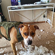 Diego joined the competition — help win amazing prizes! dog, carpet, harness, mess, fluffy, white, indoor, furniture, table, water_bottle, television, plastic_bag, clutter, wall, power_outlet, cord, box, paper, canister, blue_bottle