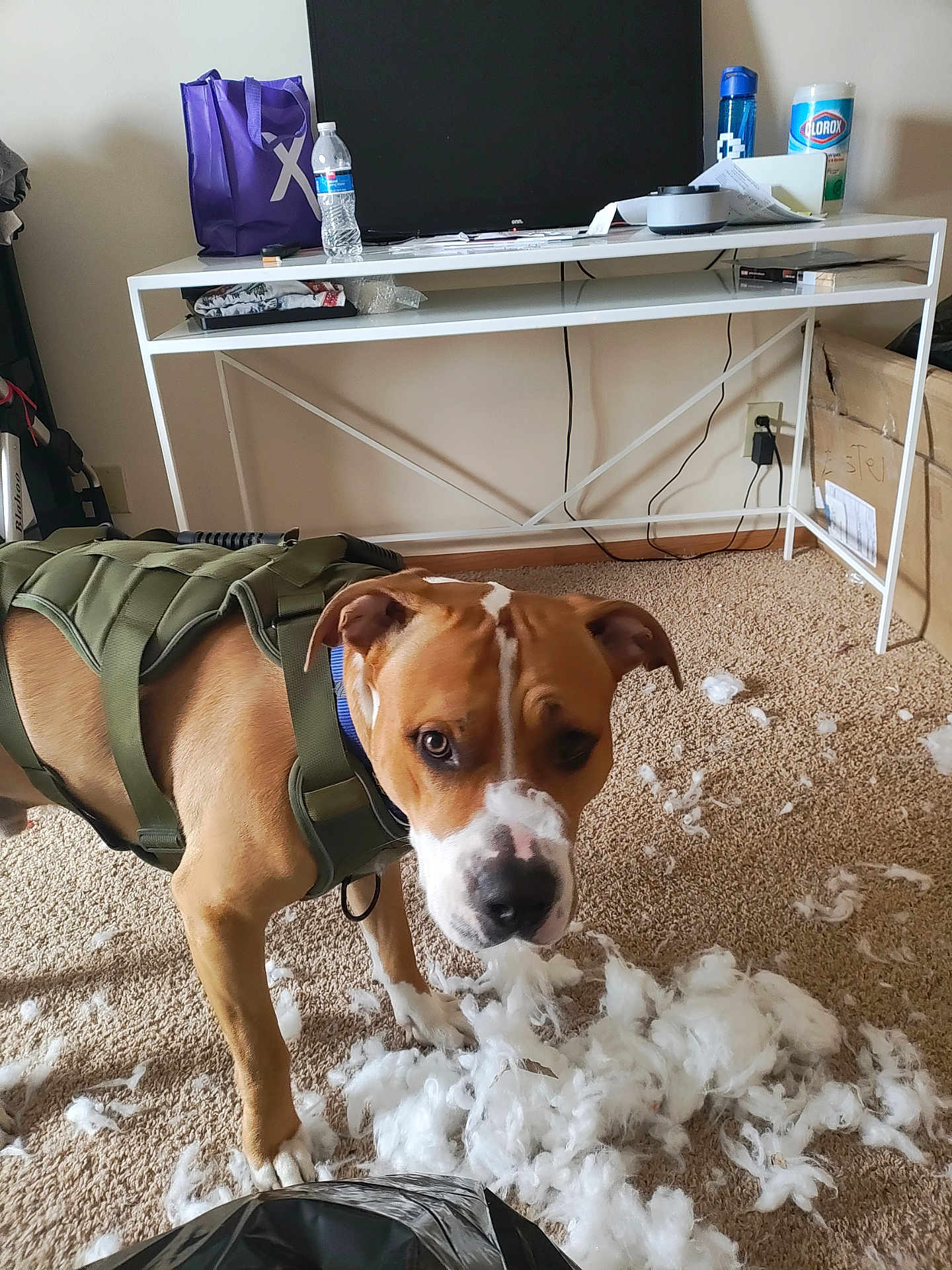 Diego joined the competition — help win amazing prizes! dog, carpet, harness, mess, fluffy, white, indoor, furniture, table, water_bottle, television, plastic_bag, clutter, wall, power_outlet, cord, box, paper, canister, blue_bottle