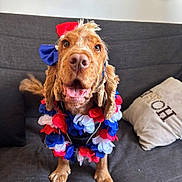 Tosca a rejoint le concours — aidez-le/la à gagner de superbes lots ! animal, bow, brown_fur, collar, costume, cushion, dog, flower_lei, happy, home, indoor, long_ears, patriotic, pet, portrait, red_white_blue, sitting, smiling, sofa, spaniel