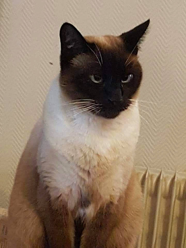 Helios participe au concours pour gagner de l'argent avec cette photo : carnivore, cat, domestic_short_haired_cat, felidae, fur, iris, siamese, small_to_medium_sized_cats, snout, tail, terrestrial_animal, whiskers, window