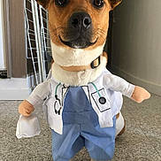 Jackson a rejoint le concours — aidez-le/la à gagner de superbes lots ! brazilian_terrier, canidae, carnivore, companion_dog, dog, dog_breed, dog_clothes, dog_supply, fawn, feist, jack_russell_terrier, mammal, miniature_fox_terrier, nose, paw, puppy, rat_terrier, russell_terrier, snout, tenterfield_terrier