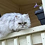Chole joined the competition — help win amazing prizes! cat, fluffy, white_cat, porch, railing, flower_pot, purple_flower, outdoor, pet, animal, feline, close_up, looking_down, wooden_railing, domestic_cat, fur, nature, plant, cute, curious