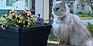 Chole joined the competition — help win amazing prizes! cat, fluffy, silver_gray, collar, porch, railing, flower_pot, flowers, yellow, purple, plant, tree, house, suburban, outdoor, pet, animal, feline, daylight, nature
