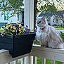 cat, fluffy, silver_gray, collar, porch, railing, flower_pot, flowers, yellow, purple, plant, tree, house, suburban, outdoor, pet, animal, feline, daylight, nature