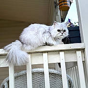 Chole is registered to the contest to win money with this photo: cat, white_cat, fluffy_cat, pet, animal, railing, wooden_railing, porch, flower_pot, plant, bee_decoration, chair, woven_chair, outdoor, daylight, curious, feline, closeup, animal_portrait, domestic_animal