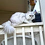 cat, white_cat, fluffy_cat, pet, animal, railing, wooden_railing, porch, flower_pot, plant, bee_decoration, chair, woven_chair, outdoor, daylight, curious, feline, closeup, animal_portrait, domestic_animal