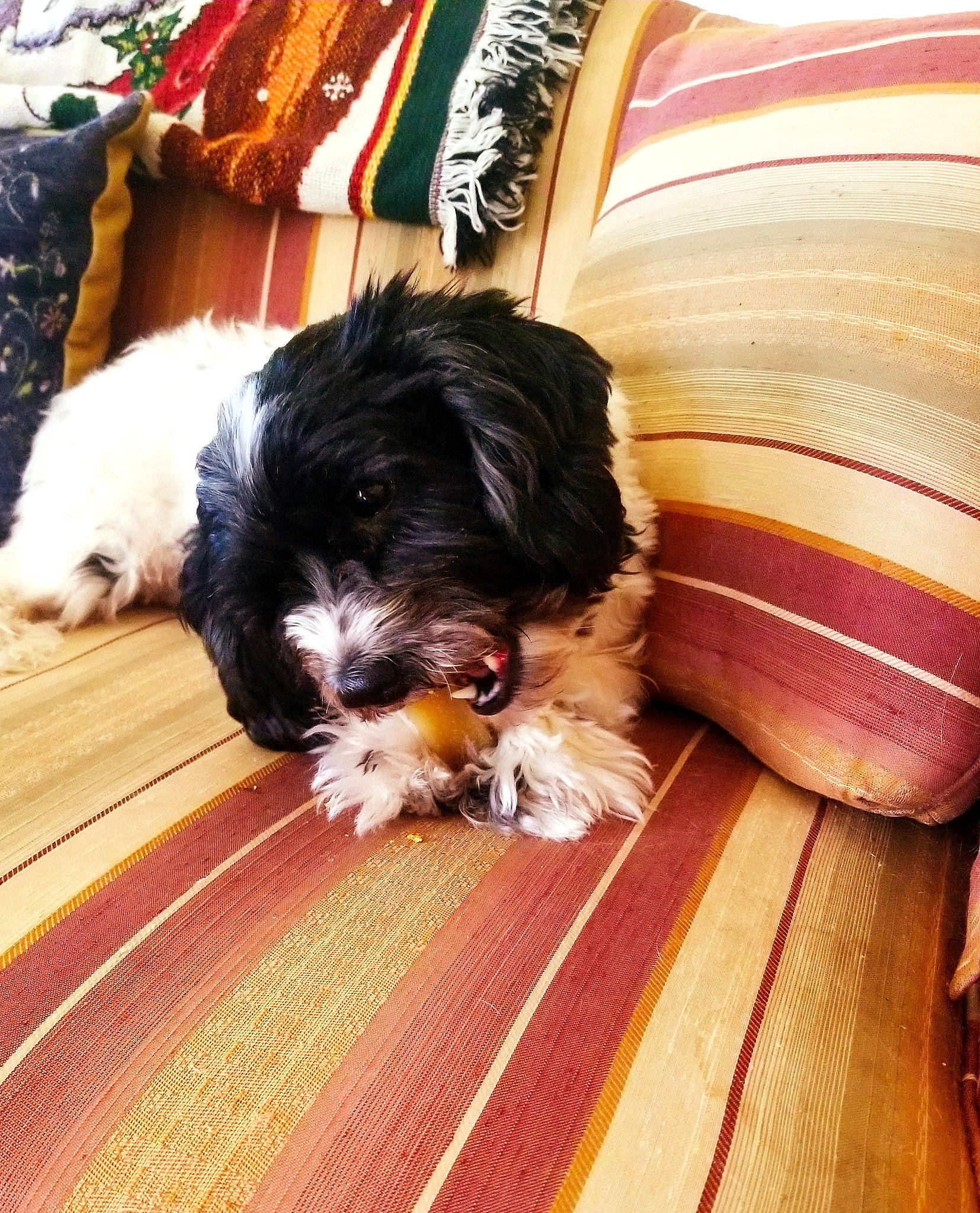 Booboo joined the competition — help win amazing prizes! canidae, carnivore, companion_dog, dog, dog_breed, flooring, fur, hardwood, laminate_flooring, liver, snout, sporting_group, terrier, tints_and_shades, toy_dog, varnish, wood, wood_flooring, wood_stain, working_animal