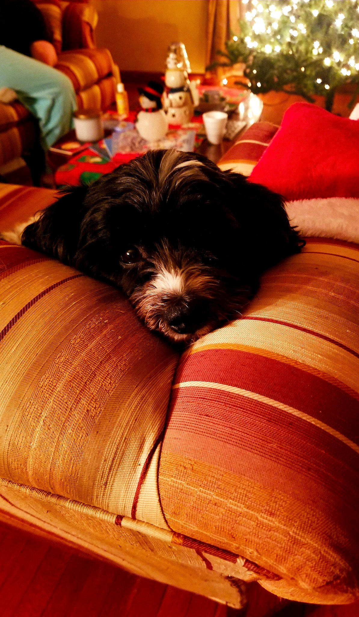 Booboo is registered to the contest to win money with this photo: carnivore, comfort, companion_dog, couch, dog, dog_breed, dog_supply, event, fur, hardwood, lamp, liver, living_room, pillow, room, snout, terrier, toy_dog, wood, working_animal