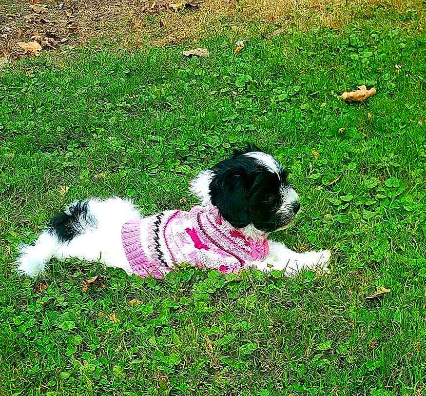 Booboo is registered to the contest to win money with this photo: canidae, carnivore, collar, companion_dog, dog, dog_breed, dog_clothes, dog_collar, dog_supply, fawn, grass, groundcover, lawn, pet_supply, plant, snout, sporting_group, tail, toy_dog, working_animal