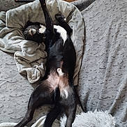 Shadow participe au concours pour gagner de l'argent avec cette photo : animal, black_dog, blanket, couch, cozy, dog, funny_pose, fur, home, indoor, lying_down, on_back, paw, pet, relaxed, remote_control, sleepy, stretching, teeth, white_patches