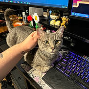 Mango joined the competition — help win amazing prizes! cat, gray_tabby, pet, hand, tattoo, keyboard, computer, monitor, desk, mouse_pad, pixel_art, figurines, gaming_controller, workspace, indoor, technology, person_hand, leopard_print, cozy, cute