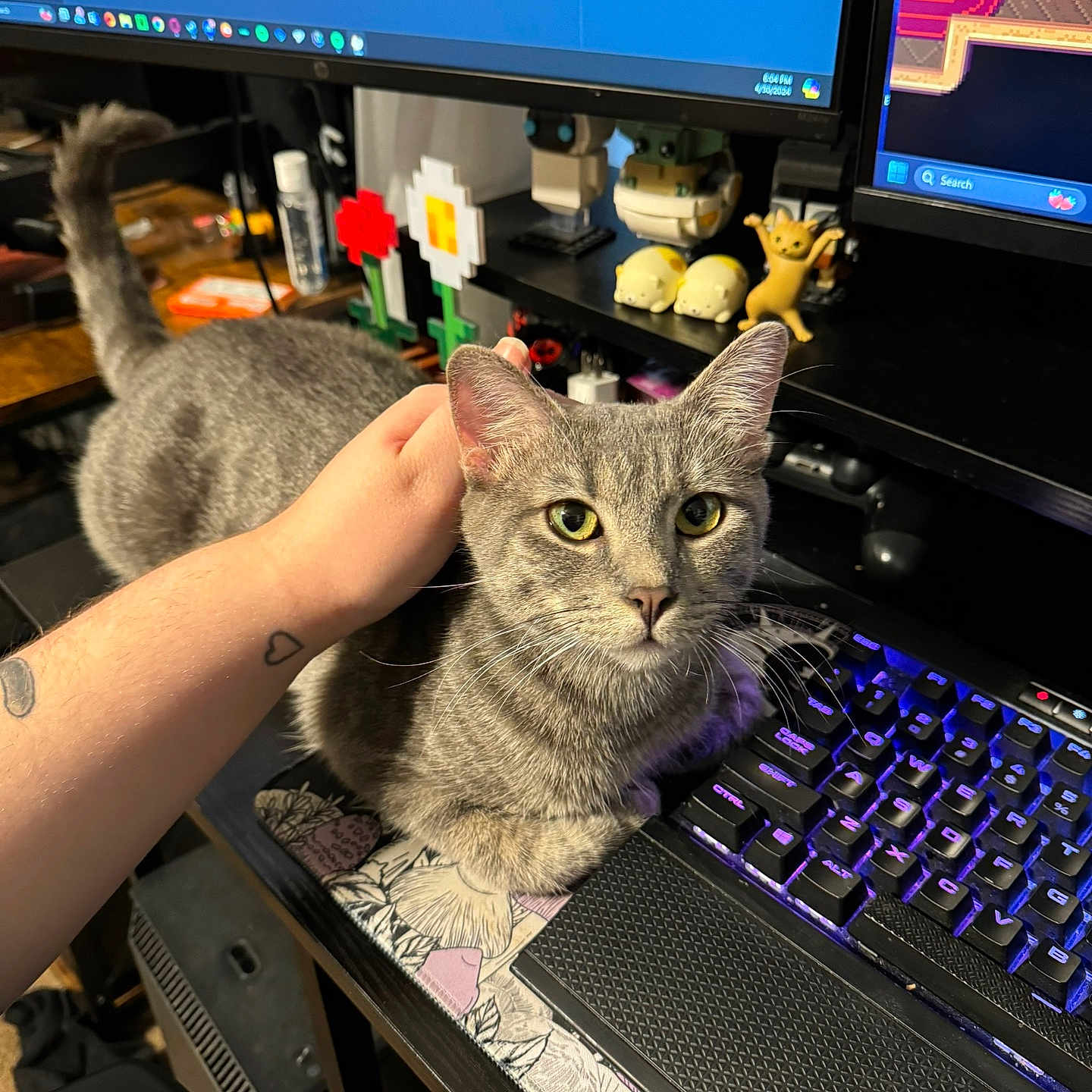 Mango