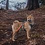 dog, shiba_inu, forest, leash, harness, outdoor, nature, tree, pine_needles, leaves, animal, pet, canine, standing, alert, brown_fur, daylight, woods, walking, trail