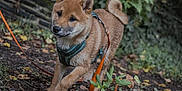 Belriose participe au concours pour gagner de l'argent avec cette photo : animal, brown_fur, canine, curious, dog, forest, greenery, ground, harness, leash, leaves, nature, outdoor, pet, plants, playful, puppy, shiba_inu, walking, young_dog
