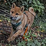 dog, puppy, shiba_inu, outdoor, forest, leash, harness, greenery, plants, leaves, walking, curious, young_dog, nature, animal, pet, brown_fur, playful, canine, ground