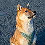 Belriose a rejoint le concours — aidez-le/la à gagner de superbes lots ! dog, shiba_inu, pet, animal, canine, sitting, harness, outdoor, pavement, fur, ears, face, leash, sunlight, shadow, alert, portrait, companion, cute, domestic