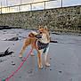 Belriose a rejoint le concours — aidez-le/la à gagner de superbes lots ! shiba_inu, dog, beach, sand, leash, bandana, harness, stone_wall, boats, sky, cloudy, outdoor, pet, canine, animal, walking, standing, nature, daytime, coast