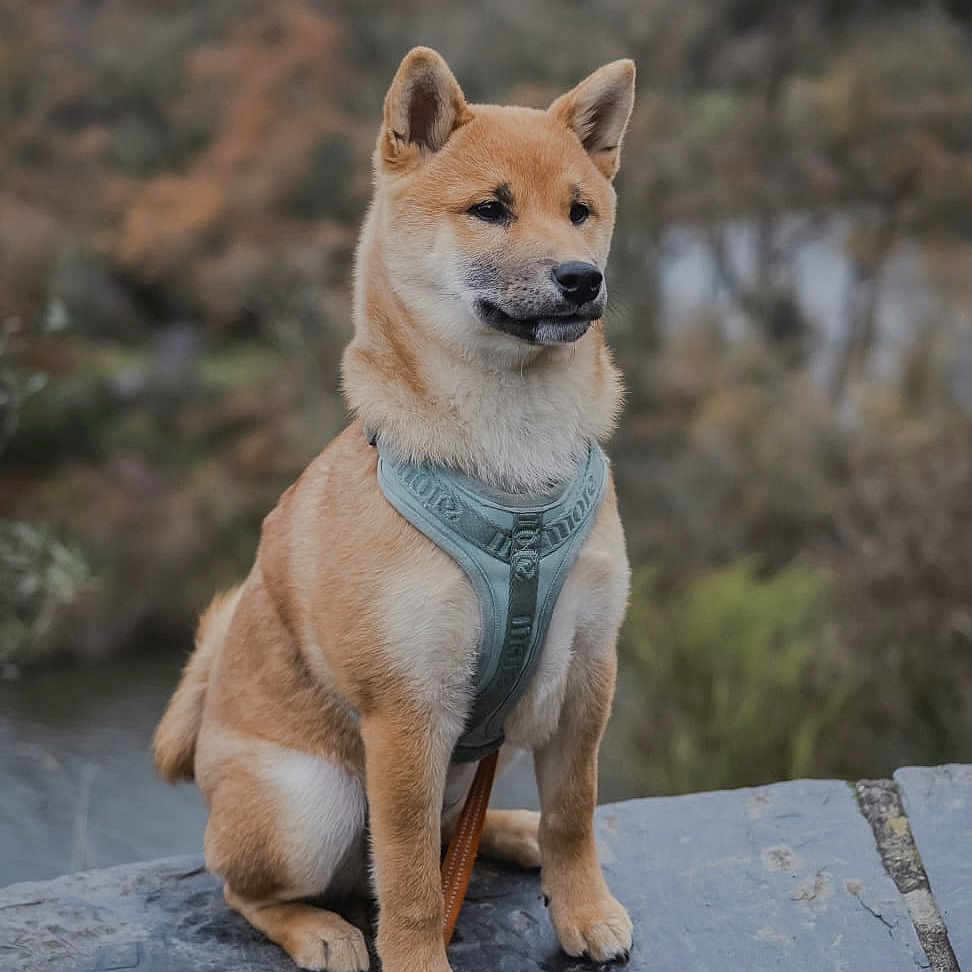 Belriose participe au concours pour gagner de l'argent avec cette photo : animal, background, blur, brown, calm, canine, cute, dog, ears, fur, harness, leash, nature, outdoor, paw, pet, shiba_inu, sitting, snout, stone