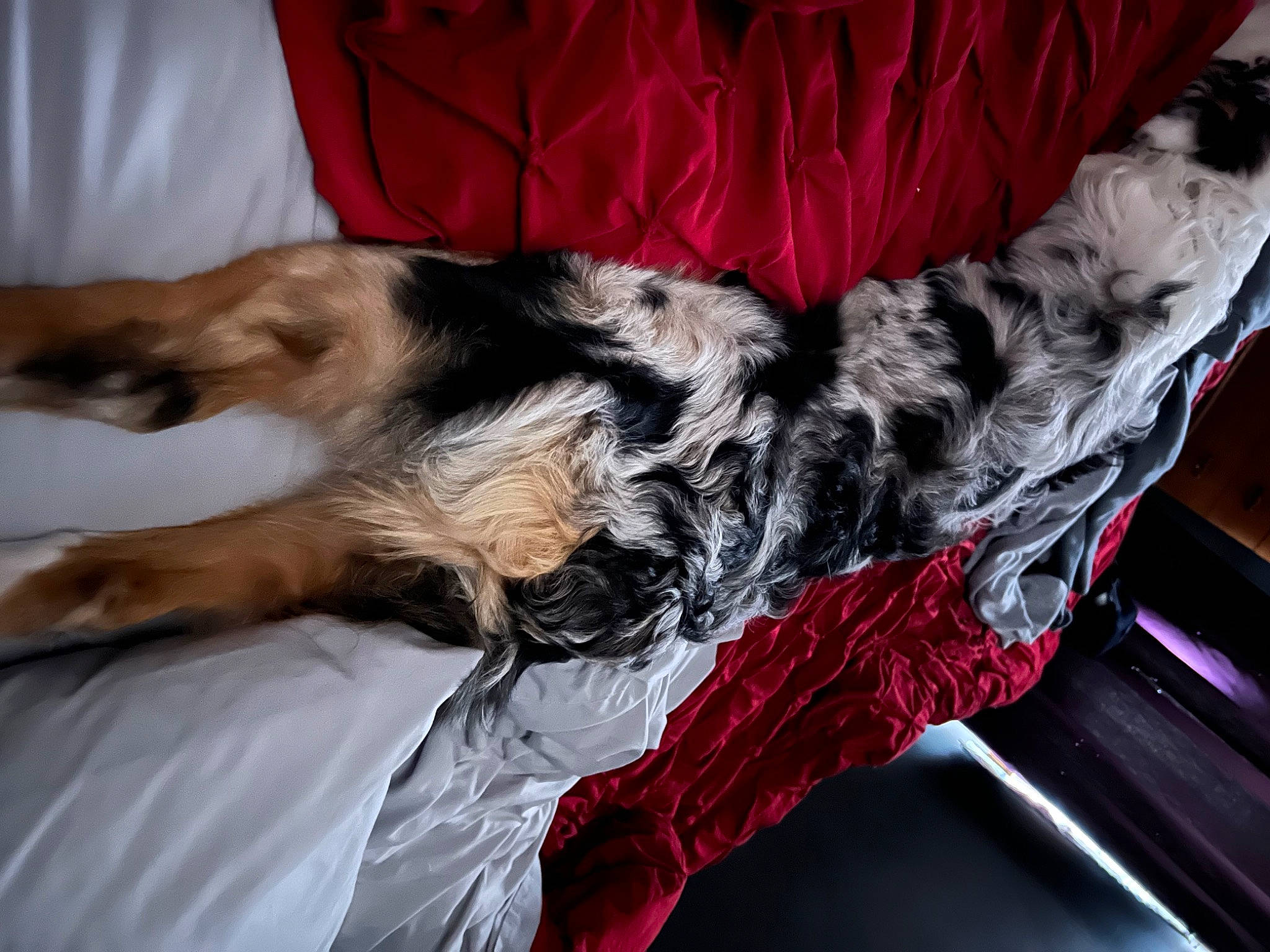 Cruiser joined the competition — help win amazing prizes! bed, canidae, carmine, carnivore, comfort, companion_dog, dog, dog_breed, dog_supply, felidae, fur, human_leg, liver, nap, paw, schnauzer, small_to_medium_sized_cats, sporting_group, tail, whiskers