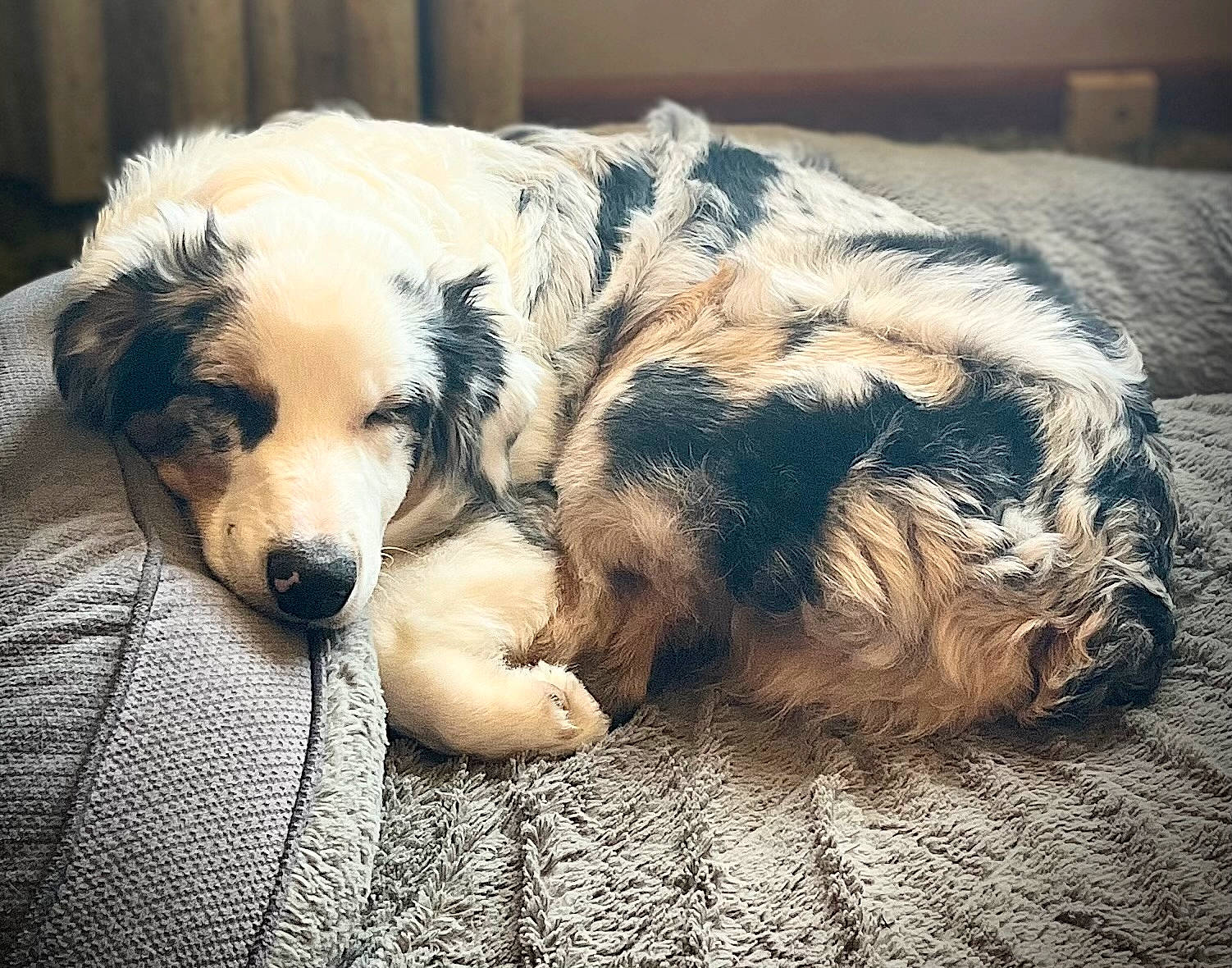 Cruiser joined the competition — help win amazing prizes! bored, canidae, carnivore, cloud, comfort, companion_dog, dog, dog_breed, fawn, fur, nap, paw, puppy, puppy_love, snout, sporting_group, street_dog, terrestrial_animal, whiskers, working_dog