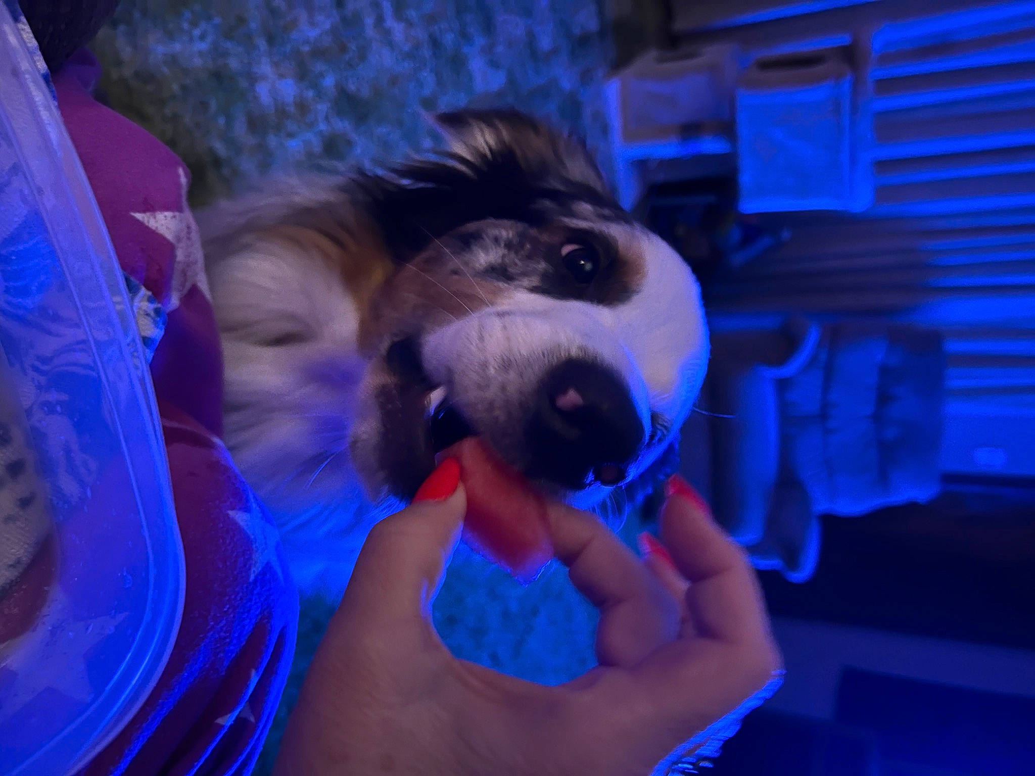 Cruiser is registered to the contest to win money with this photo: blue, canidae, carnivore, companion_dog, dog, dog_breed, electric_blue, event, fawn, fun, fur, magenta, night, puppy, purple, selfie, sporting_group, toy_dog