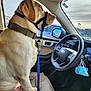 Timber is registered to the contest to win money with this photo: dog, labrador, car_interior, steering_wheel, leash, seat, window, dog_collar, face_mask, parking_lot, side_mirror, dog_face, dog_sitting, daylight, vehicle, dashboard, car_door, leather_seat, pet, resting