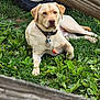 Timber joined the competition — help win amazing prizes! dog, labrador, grass, collar, outdoor, pet, canine, animal, fence, tire, greenery, resting, relaxed, nature, summer, playing, leisure, closeup, mammal, domestic