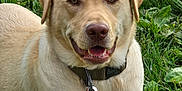 Timber is registered to the contest to win money with this photo: dog, labrador, golden_retriever, pet, collar, tag, leash, grass, greenery, outdoor, animal, canine, happy, smiling, fur, ears, mouth, nose, lying_down, nature