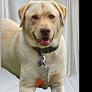 Timber is registered to the contest to win money with this photo: dog, labrador, pet, indoor, collar, tag, toy, golden, canine, animal, happy, smiling, fur, ears, mouth, tongue, eyes, background, curtains, closeup
