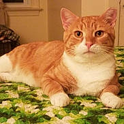 Ralph is registered to the contest to win money with this photo: animal, bedroom, cat, closeup, cozy, domestic_cat, ears, feline, green_blanket, indoor, looking_at_camera, lying_down, orange_tabby, pet, relaxed, soft_lighting, tail, whiskers, white_chest, white_paws