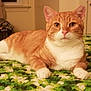 animal, bedroom, cat, closeup, cozy, domestic_cat, ears, feline, green_blanket, indoor, looking_at_camera, lying_down, orange_tabby, pet, relaxed, soft_lighting, tail, whiskers, white_chest, white_paws