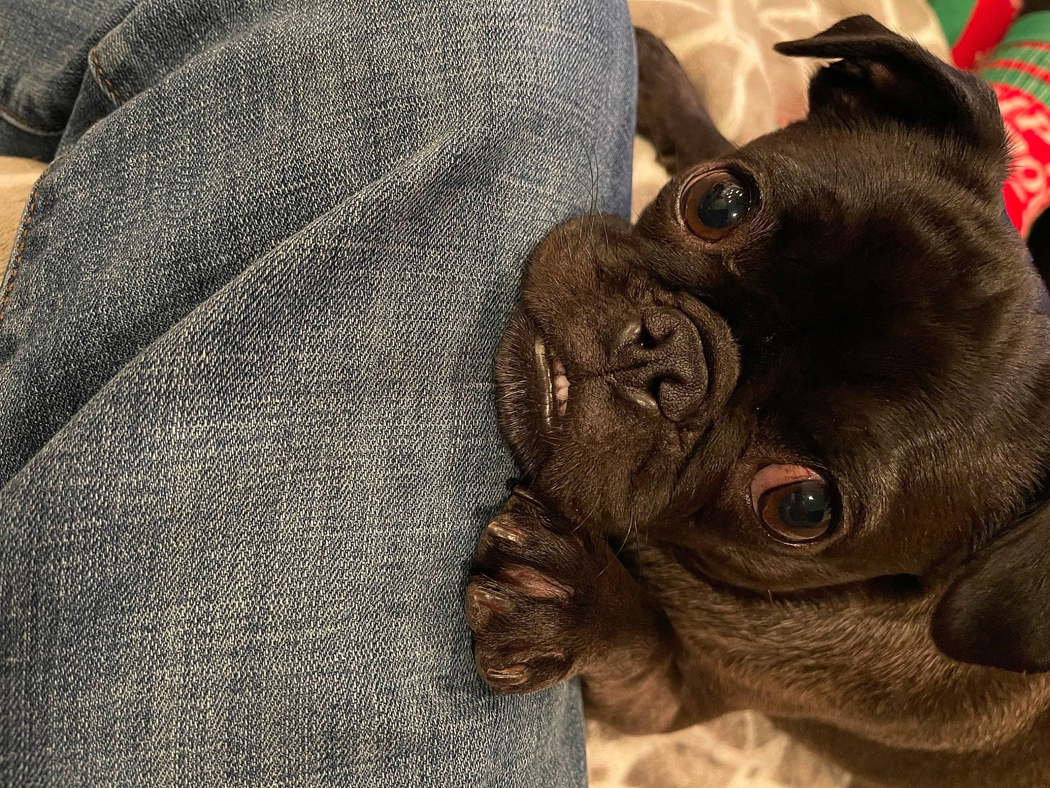 Koko is registered to the contest to win money with this photo: canidae, carnivore, comfort, companion_dog, dog, dog_breed, ear, eye, fawn, grey, nail, reflex_camera, sleeve, snout, sporting_group, terrestrial_animal, toy_dog, whiskers, working_animal, wrinkle