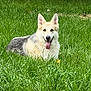 animal, canine, dog, ears_up, friendly, fur, german_shepherd, grass, greenery, happy, laying_down, mammal, nature, outdoor, park, pet, playful, portrait, summer, tongue_out