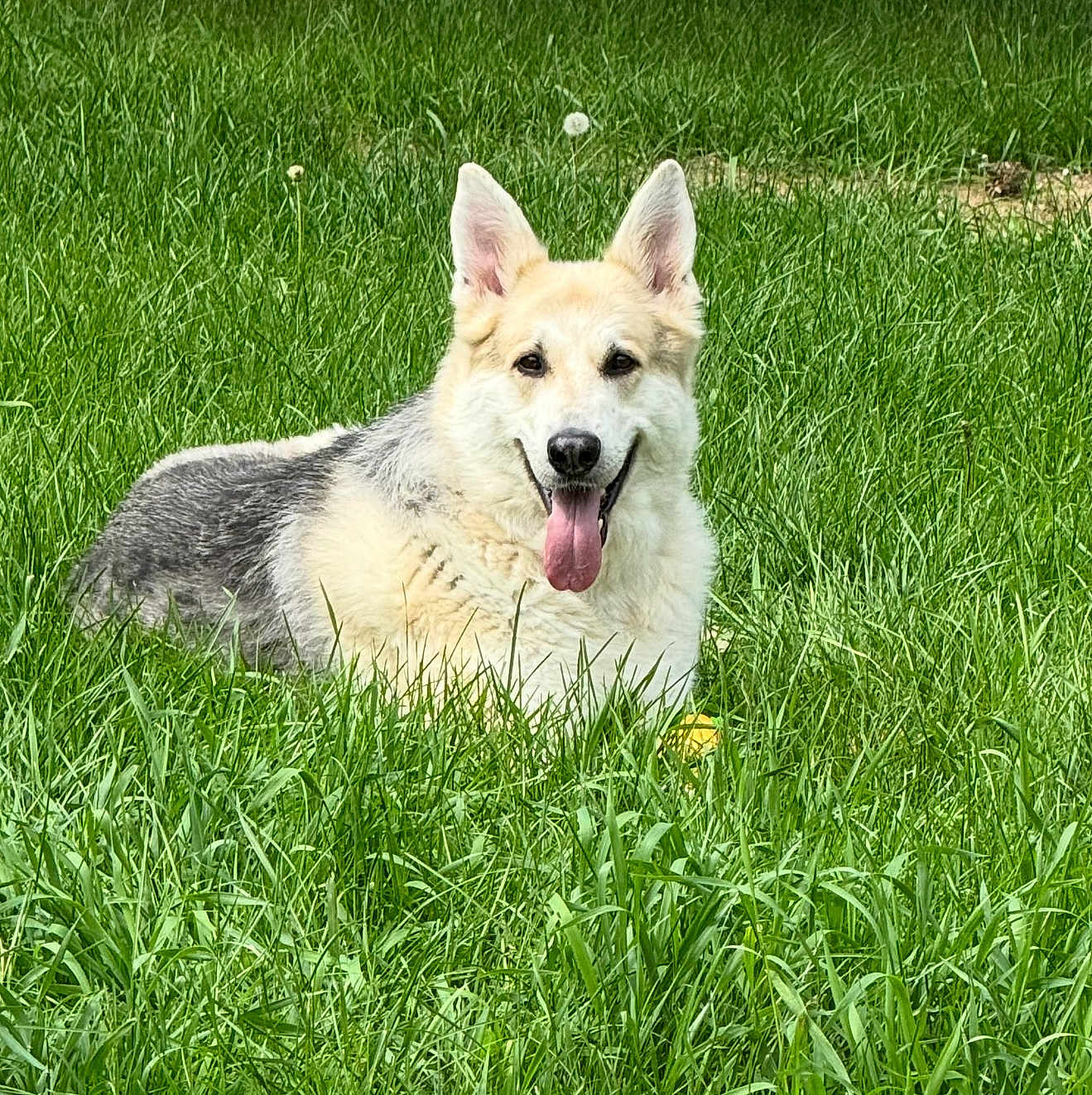 Chase