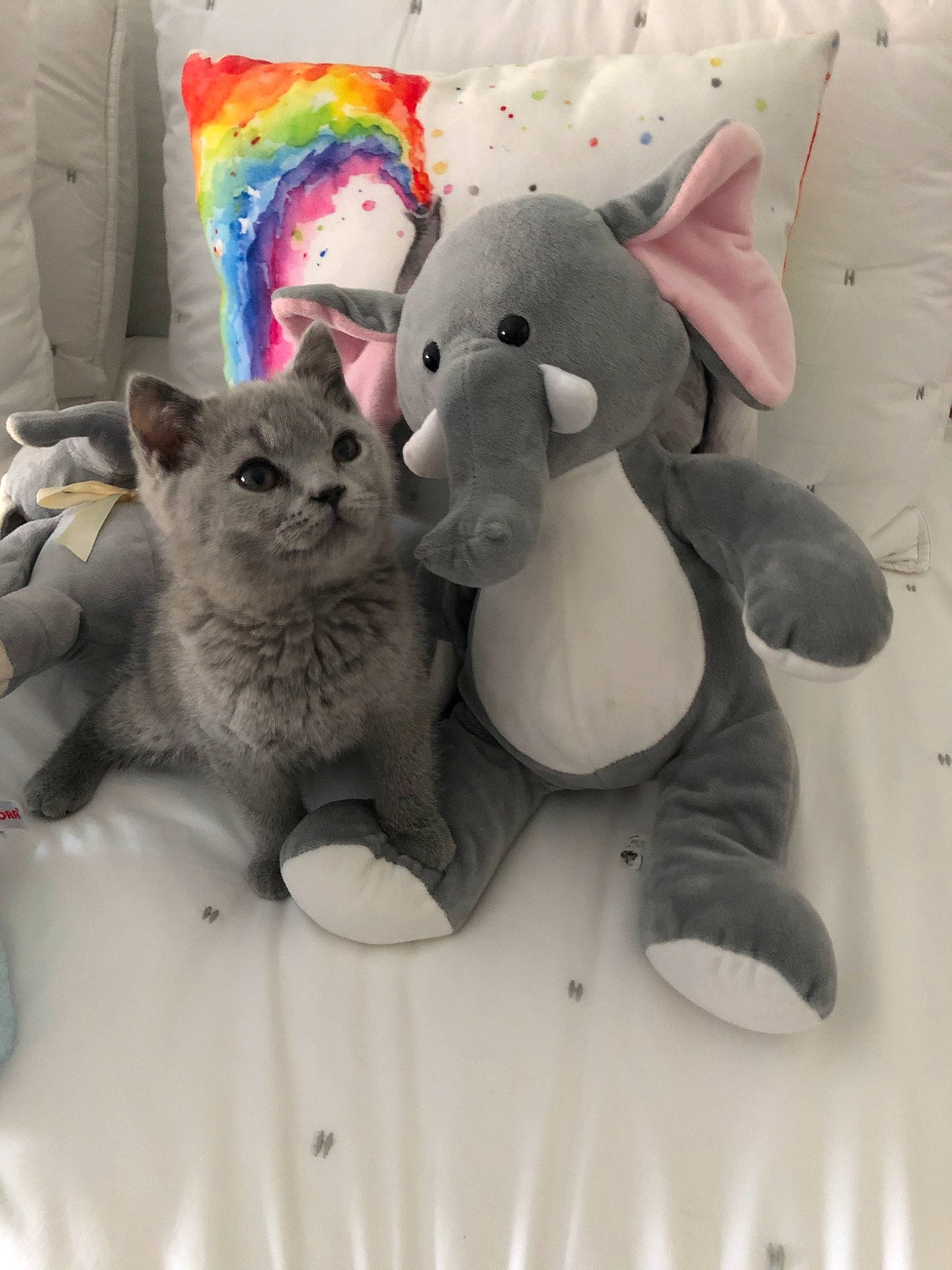 Dillon joined the competition — help win amazing prizes! carnivore, cat, chartreux, fawn, felidae, kitten, plush, russian_blue, small_to_medium_sized_cats, stuffed_toy, toy, whiskers