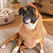 Kaly participe au concours pour gagner de l'argent avec cette photo : dog, boxer, pet, portrait, sitting, blanket, cozy, indoor, living_room, rug, dog_bed, paw_print, houseplant, candle, wooden_cabinet, brown_fur, white_markings, wrinkled_face, front_facing, adorable