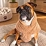 dog, boxer, pet, portrait, sitting, blanket, cozy, indoor, living_room, rug, dog_bed, paw_print, houseplant, candle, wooden_cabinet, brown_fur, white_markings, wrinkled_face, front_facing, adorable