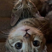 Boots joined the competition — help win amazing prizes! cat, upside_down, couch, cozy, indoor, tabby, whiskers, ears, eyes, pet, feline, relaxed, warm_lighting, fairy_lights, home, fur, closeup, portrait, animal, cute