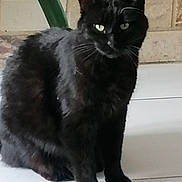 Noirot a rejoint le concours — aidez-le/la à gagner de superbes lots ! animal, black_cat, cat, cute, domestic_animal, ears, eyes, floor, fur, green_plant, indoor, mammal, paw, pet, plant, sitting, stone_wall, tile_floor, wall, whiskers
